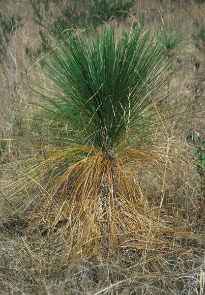 Figure 2. Brown spot needle disease symptoms in longleaf pine